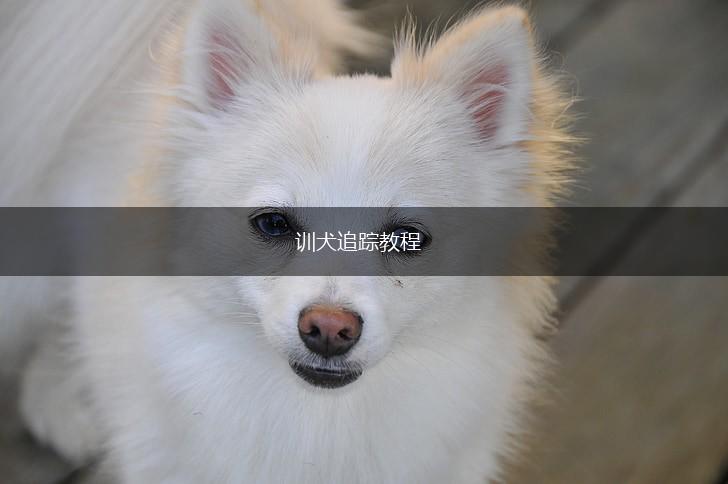 训犬追踪教程,第1张