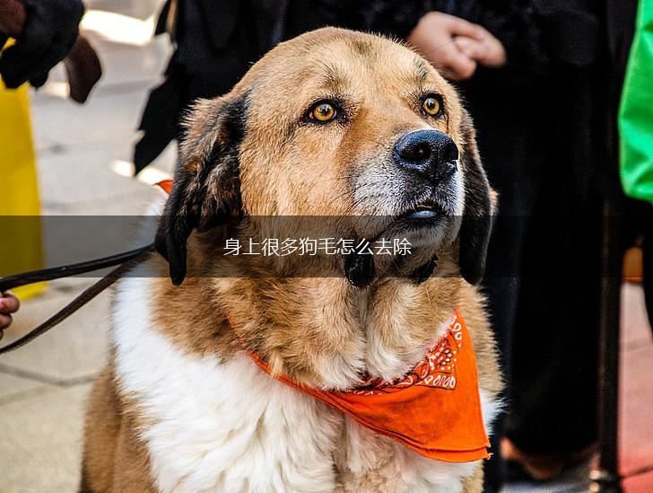身上很多狗毛怎么去除,第1张