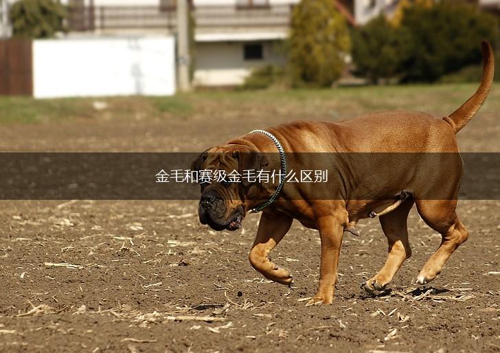 金毛和赛级金毛有什么区别,第1张