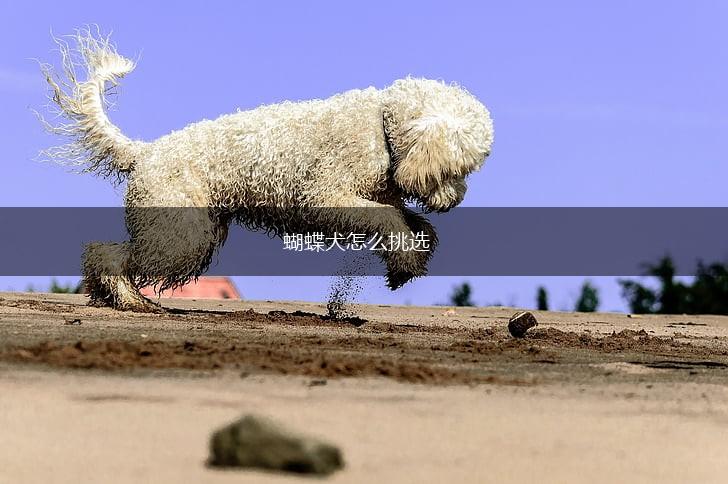 蝴蝶犬怎么挑选,第1张