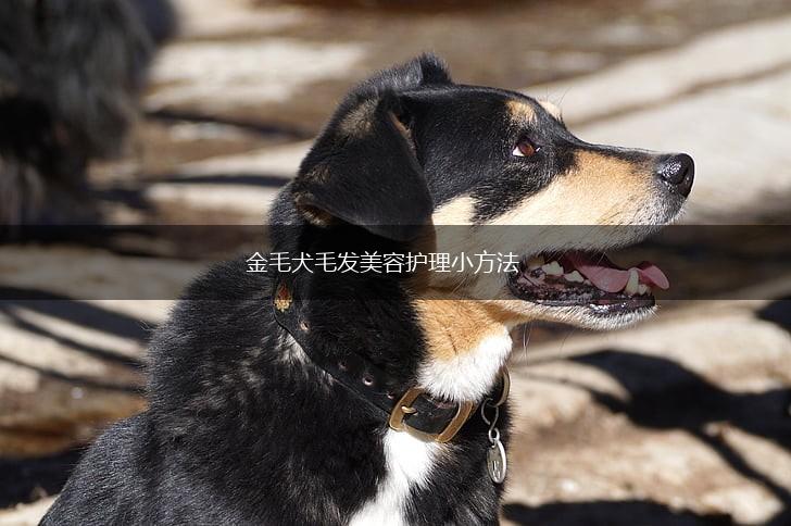 金毛犬毛发美容护理小方法,第1张