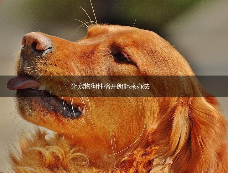 让宠物狗性格开朗起来办法,第1张