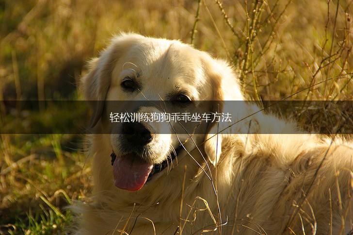 轻松训练狗狗乖乖坐车方法,第1张