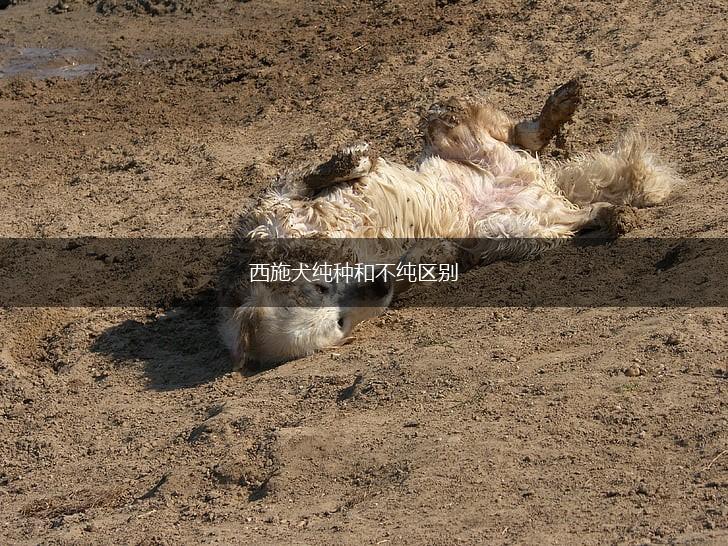 西施犬纯种和不纯区别,第1张