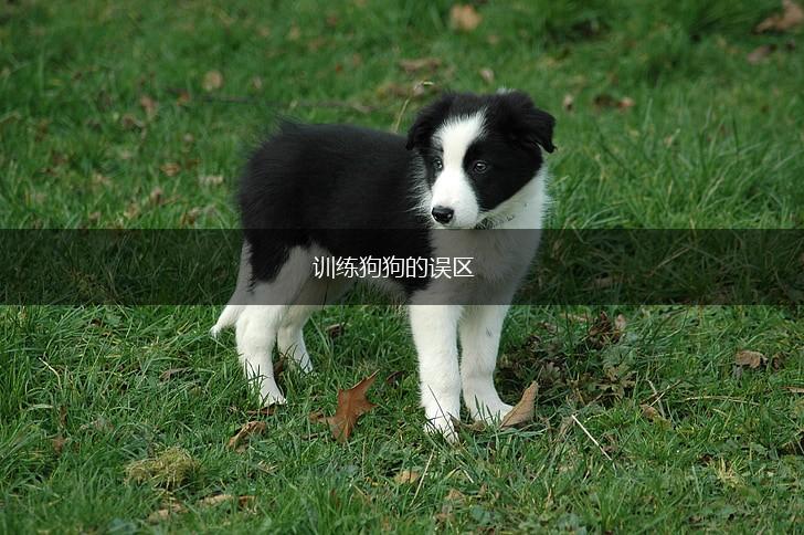 训练狗狗的误区,第1张