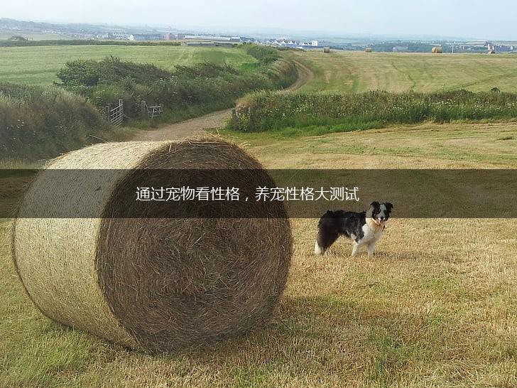 通过宠物看性格，养宠性格大测试,第1张