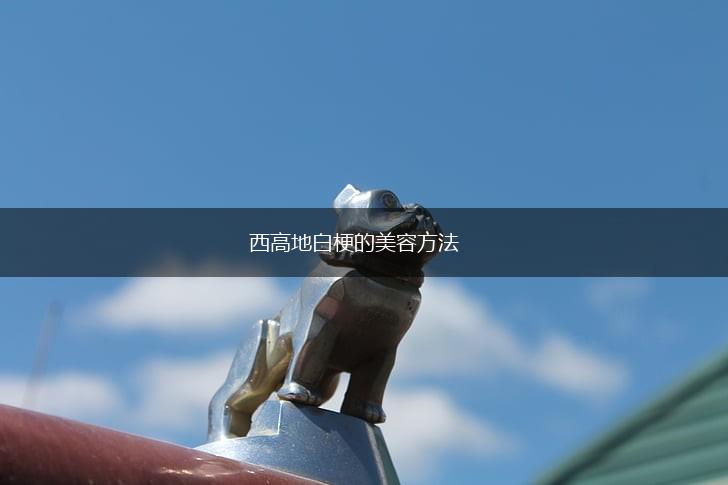 西高地白梗的美容方法,第1张