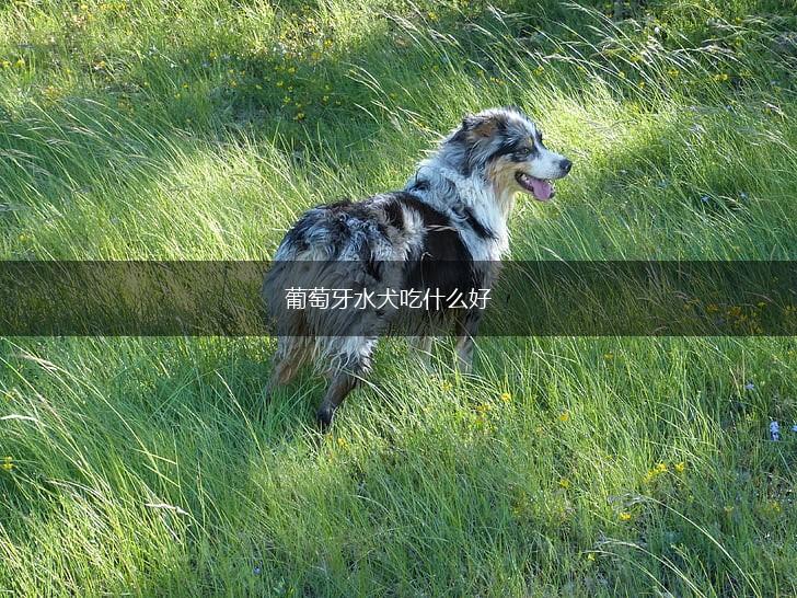 葡萄牙水犬吃什么好,第1张