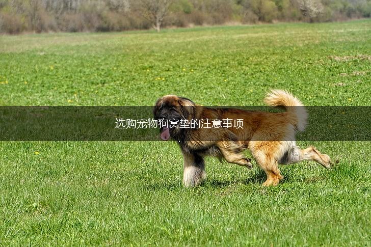 选购宠物狗窝垫的注意事项,第1张 选购宠物狗窝垫的注意事项,第1张