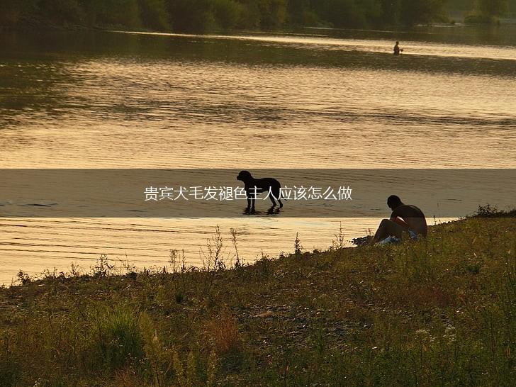 贵宾犬毛发褪色主人应该怎么做,第1张