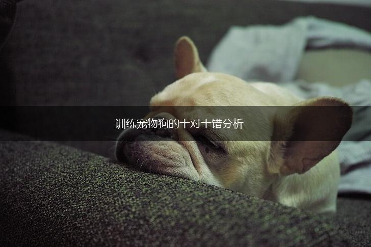 训练宠物狗的十对十错分析,第1张