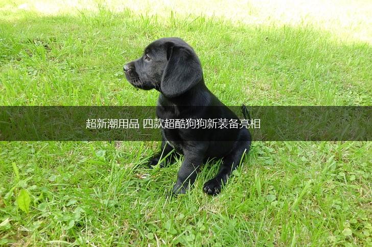超新潮用品 四款超酷狗狗新装备亮相,第1张