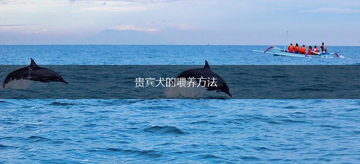 贵宾犬的喂养方法,第1张