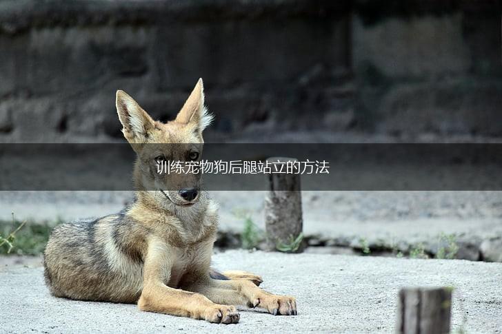 训练宠物狗后腿站立的方法,第1张
