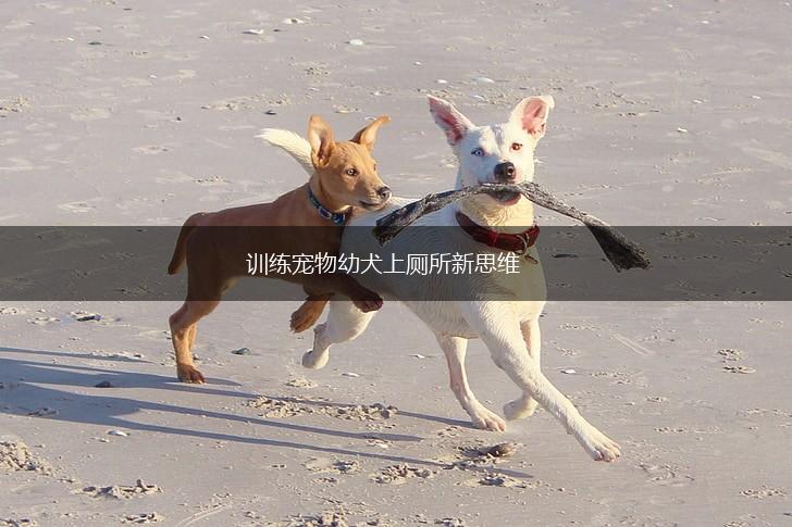 训练宠物幼犬上厕所新思维,第1张