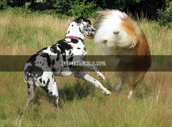 迷你杜宾犬怎么训练,第1张