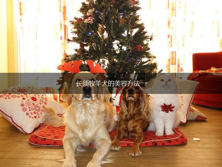 长须牧羊犬的美容方法,第1张