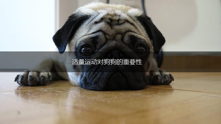 适量运动对狗狗的重要性,第1张