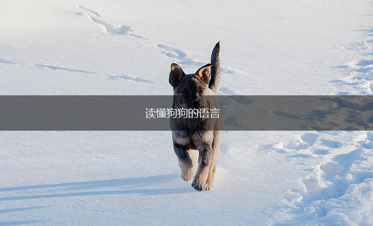 读懂狗狗的语言,第1张