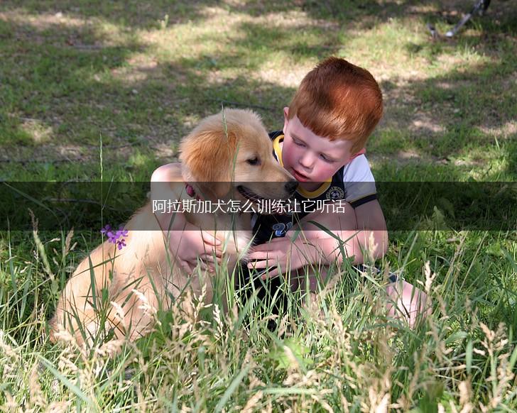 阿拉斯加犬怎么训练让它听话,第1张