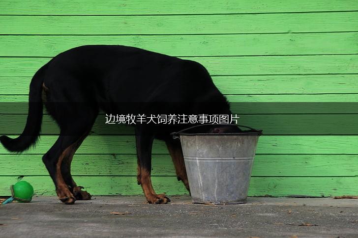 边境牧羊犬饲养注意事项图片,第1张