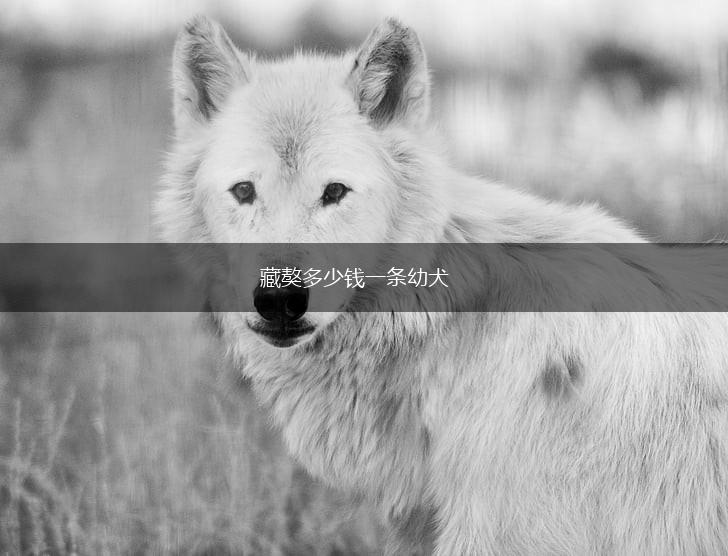 藏獒多少钱一条幼犬,第1张