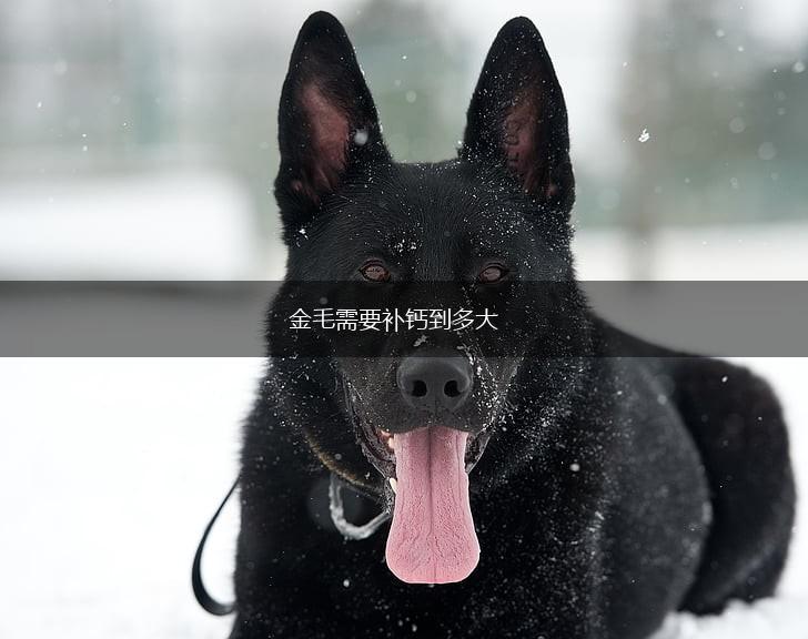 金毛需要补钙到多大,第1张