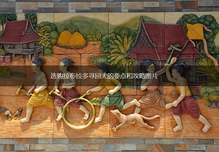 选购拉布拉多寻回犬的要点和攻略图片,第1张