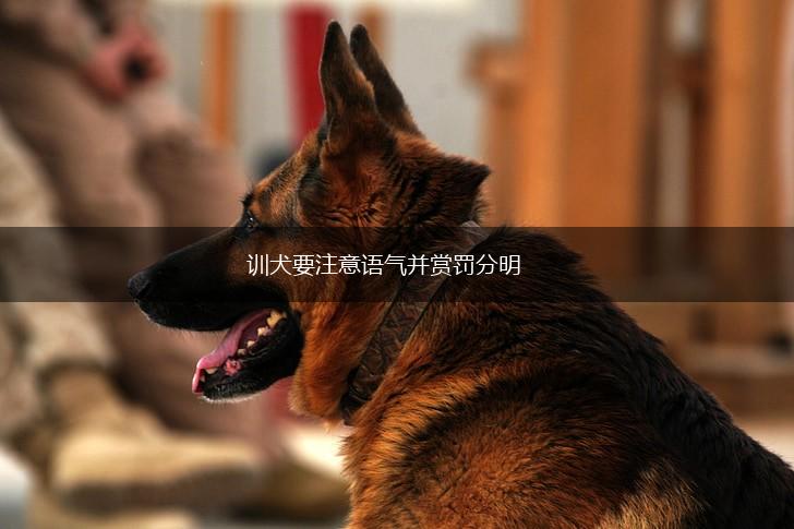 训犬要注意语气并赏罚分明,第1张