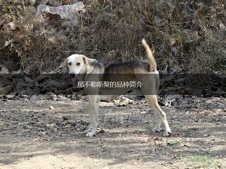 那不勒斯獒的品种简介,第1张