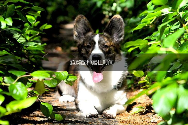 藏獒配种最佳时间,第1张