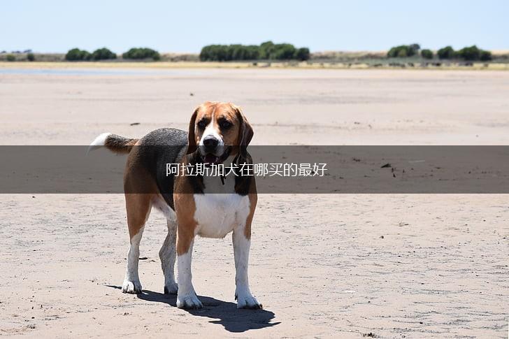 阿拉斯加犬在哪买的最好,第1张