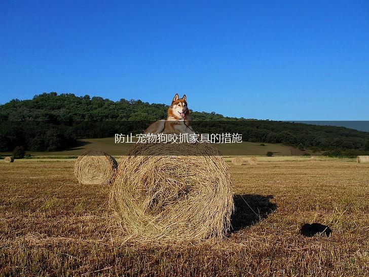 防止宠物狗咬抓家具的措施,第1张
