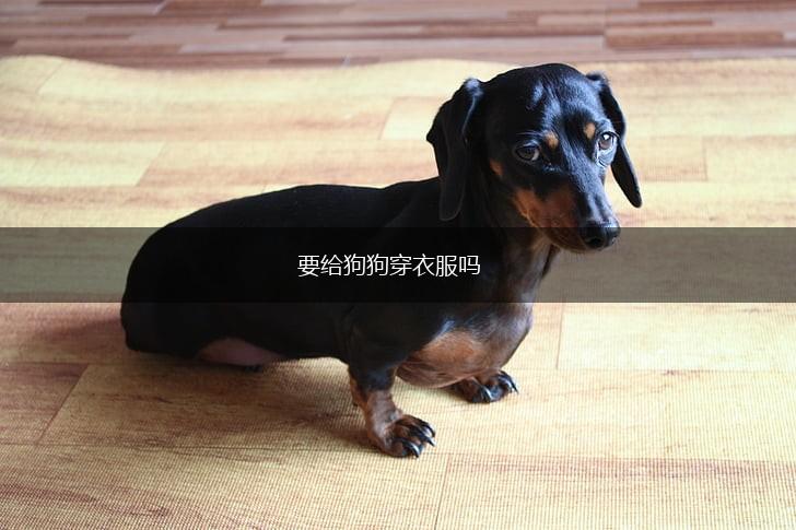 要给狗狗穿衣服吗,第1张
