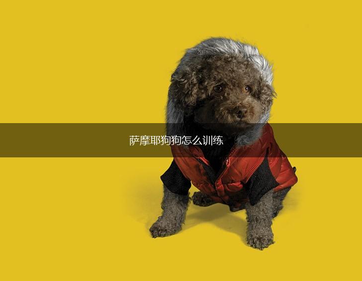 萨摩耶狗狗怎么训练,第1张 萨摩耶狗狗怎么训练,第1张