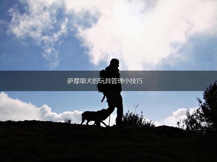 萨摩耶犬的玩具管理小技巧,第1张