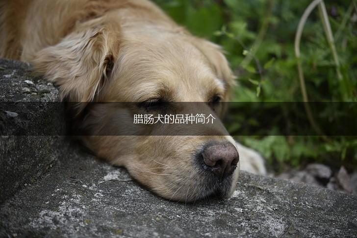 腊肠犬的品种简介,第1张