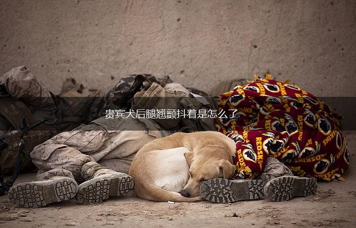 贵宾犬后腿翘颤抖着是怎么了,第1张