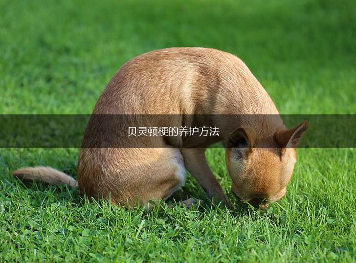 贝灵顿梗的养护方法,第1张