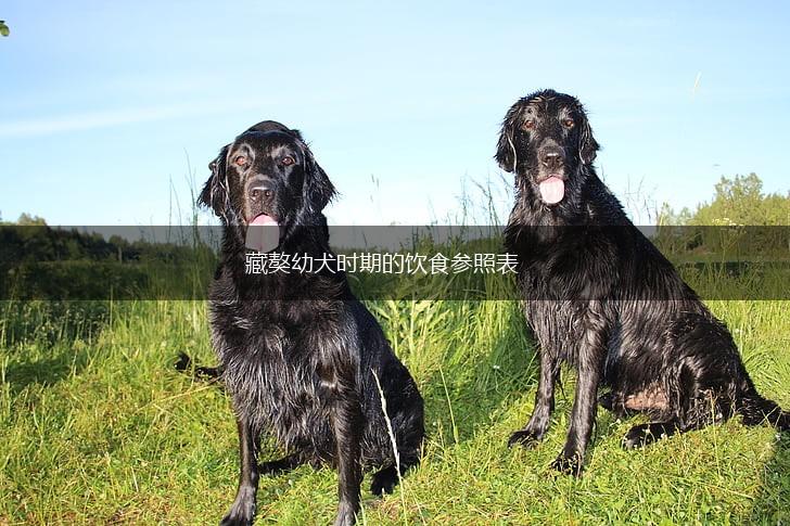 藏獒幼犬时期的饮食参照表,第1张