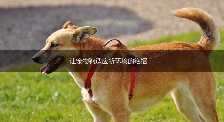 让宠物狗适应新环境的绝招,第1张