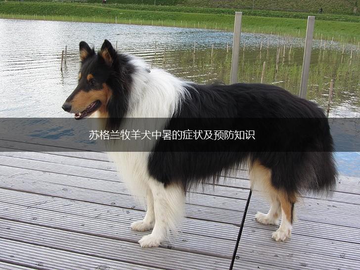 苏格兰牧羊犬中暑的症状及预防知识,第1张