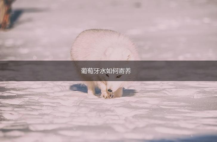 葡萄牙水如何寄养,第1张 葡萄牙水如何寄养,第1张