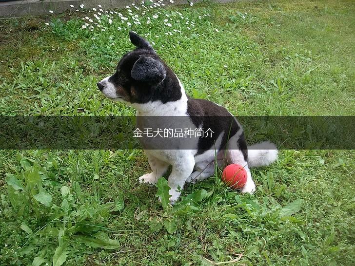 金毛犬的品种简介,第1张