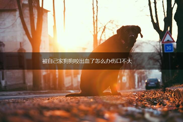 被自己家狗狗咬出血了怎么办伤口不大,第1张