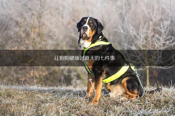 让狗狗健康过夏天的七件事,第1张