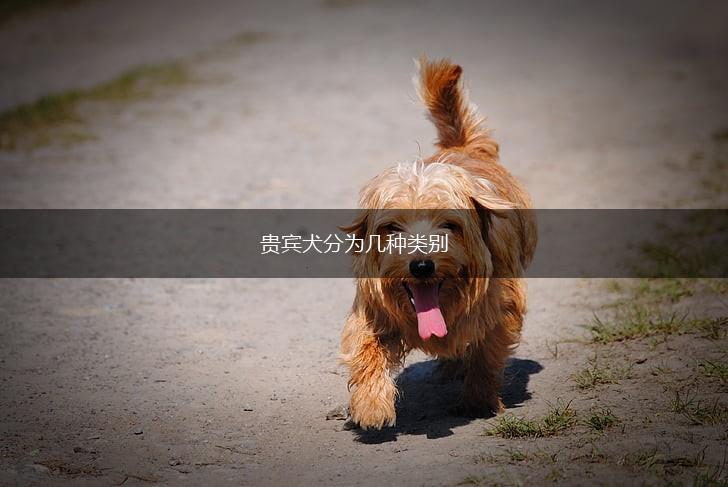 贵宾犬分为几种类别,第1张