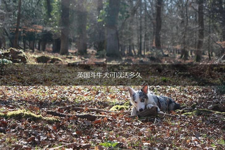 英国斗牛犬可以活多久,第1张