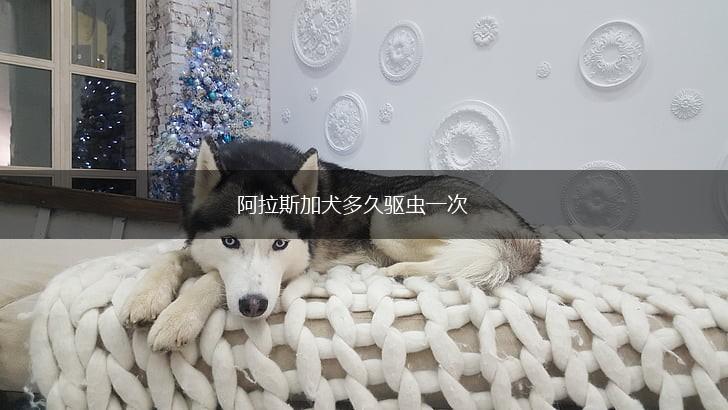 阿拉斯加犬多久驱虫一次,第1张