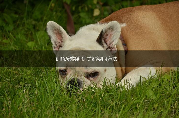 训练宠物狗优美站姿的方法,第1张